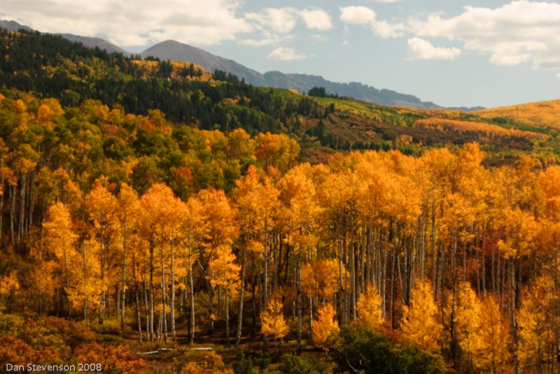 Colorado Fall Colors-4944 - Colorado Gold ©2008 Dan Stevenson